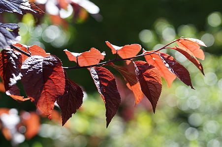 дерево, червоний, листя, відділення, літо, яскраві, лист