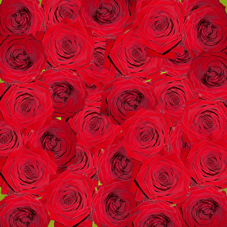 roses, nature, flowers, red, digital art, computer graphics, background