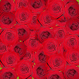 Roses, natura, flors, vermell, digital art, Infografia, fons