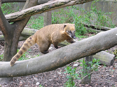 Coati, създание, Хищникът, мечка, животните, Зоологическа градина, изкачване