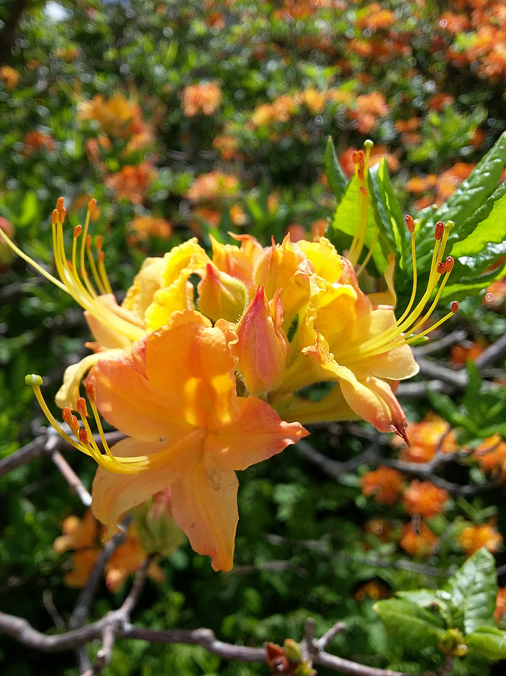 azáleas amarelas, flor amarela, Primavera, florescendo, Roan mountain, flor, natureza