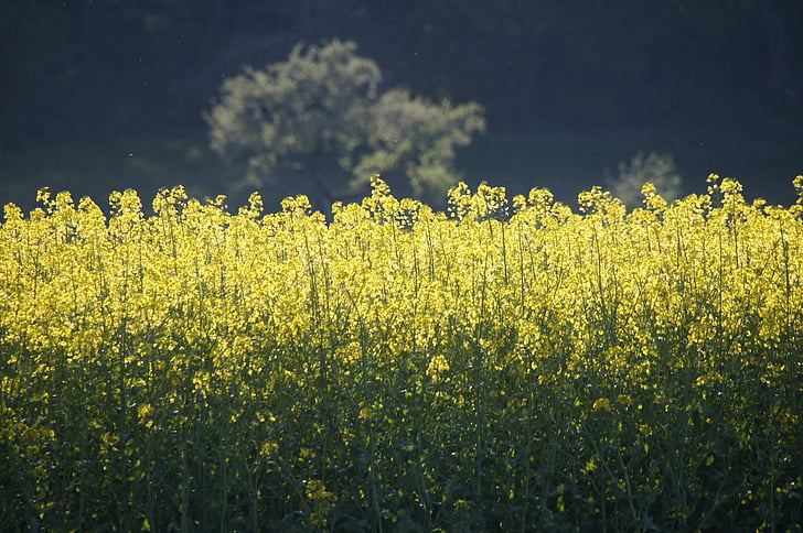 field of rapeseeds, yellow, oilseed rape, bright, fields