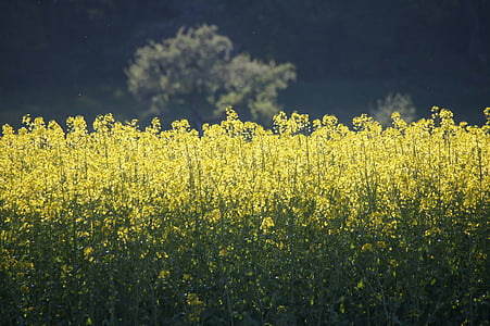 campo de colza, amarillo, violación de semilla oleaginosa, brillante, campos