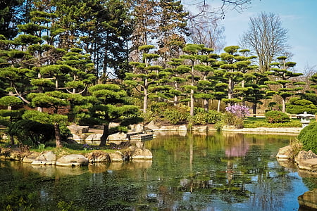 krajobraz, ogród, ogród japoński, Natura, Park, drzewa, kwiat