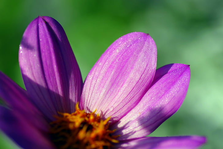 zinnia, Hoa, những cánh hoa, màu tím, zinnia daliowa, Sân vườn, rạng ngời