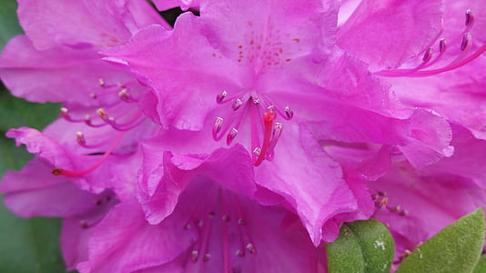 Rhododendron, lokke, Blossom, Bloom, stempel, forår, Pink