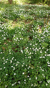 Anemones, Ekebergist, lilled, Meie, heinamaa, muru, kevadel