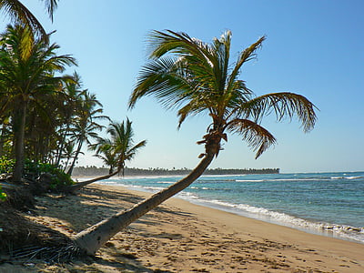 stranden, tropikerna, havet, Karibien, kokospalmer, Shore, Karibiska havet