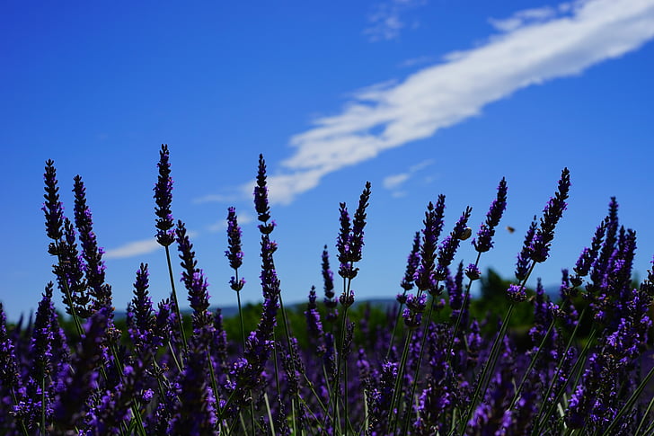 aroma, aromatic, beautiful, bloom, close-up, clouds, countryside