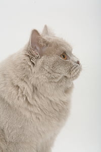 Veľká Británia shorthair, hornej časti tela, Britská krátky, modrá, lízať, mačka, Domáce zvieratá