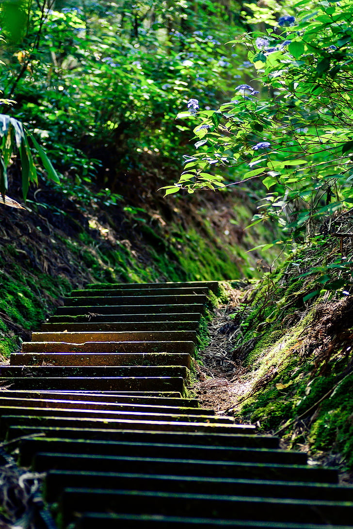 Japão, escadas, verde, natural, hortênsia, montanha, paisagem