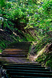 Japan, stepenice, zelena, prirodni, hortenzija, planine, krajolik