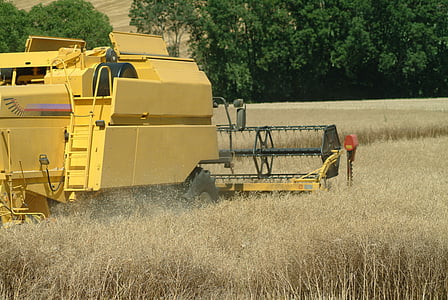 reap, wheat, field, combine, harvest