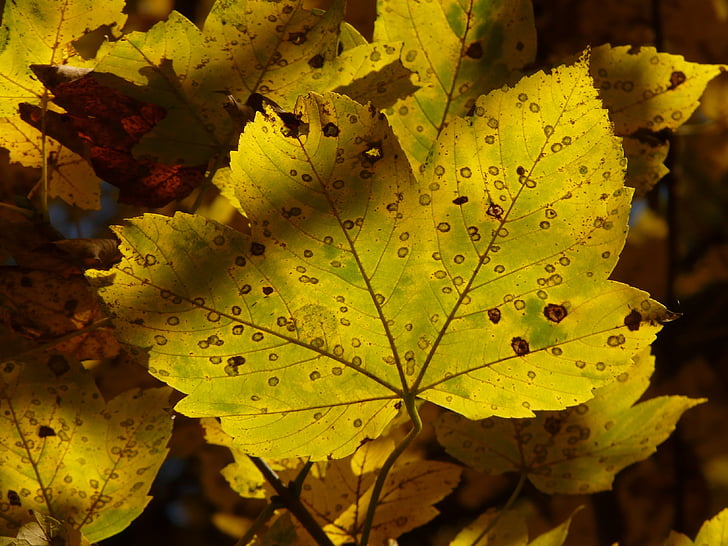 berg esdoorn, Acer pseudoplatanus, esdoorn, Acer, bladverliezende boom, Gouden herfst, Gouden oktober