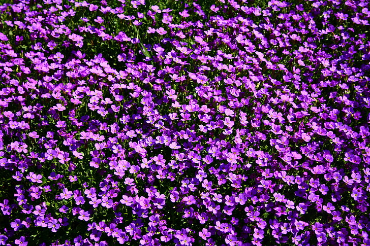 flowerbed, flowers, summer, summertime, violet, wildflower, purple