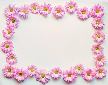 pink daisies, border, frame, copy-space, copy space, design, outline