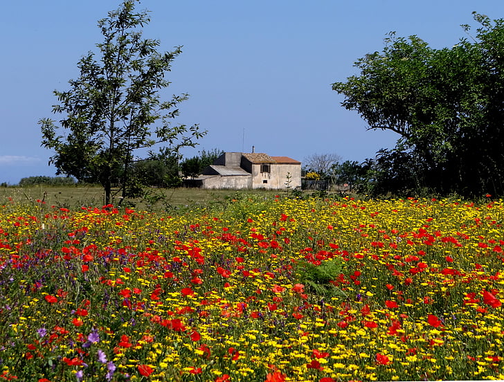 flower meadow, summer meadow, flowers, colorful, calabria, summer, bloom