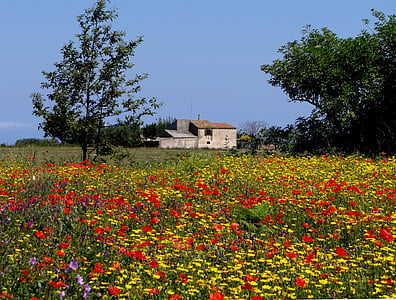 bunga Padang rumput, rumput musim panas, bunga, warna-warni, Calabria, musim panas, mekar