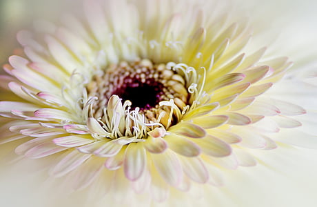 chrysanthemum, close, flower, white, soft pink, composites, macro