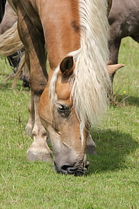 Haflinger, pastar, cabeça de cavalo, Prado, grama