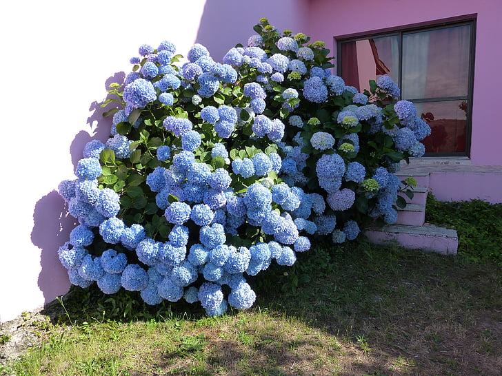 Hortenzija, mėlynos spalvos žiedlapiai, Bušas, gėlė, apdaila, Gamta, augalų
