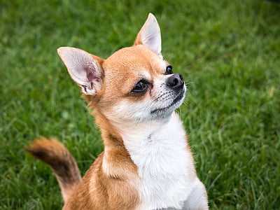 Chihuahua, pes, chiwawa, mala, majhen pes, pet, živali