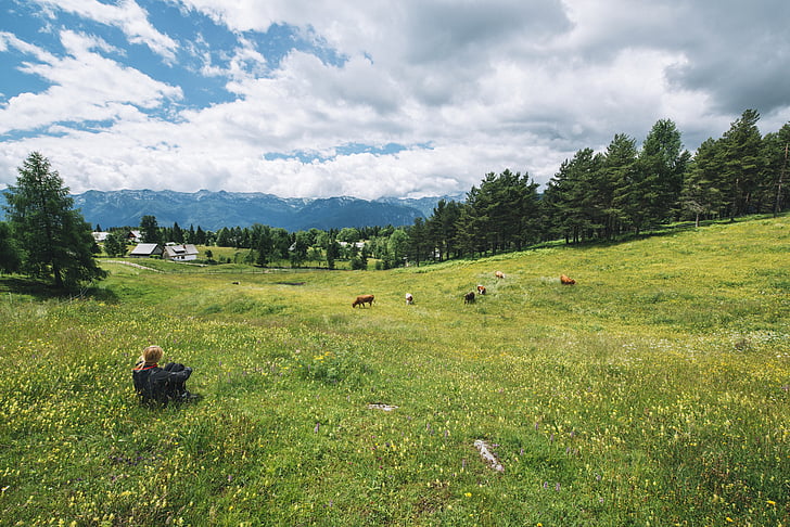 alpine, pasture, cows, cattle, person, sittinf, meadow