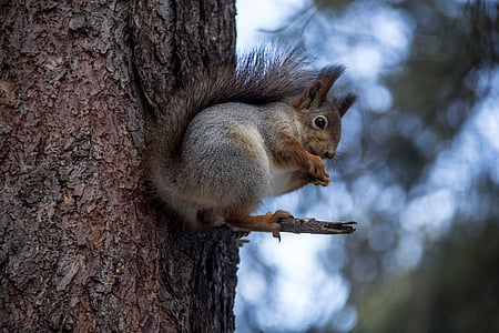 squirrel, forest, animals, nature, eating, tree trunk, rodent