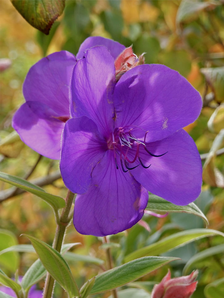 trebuchina, flower, garden, purple, blossom, nature, plant