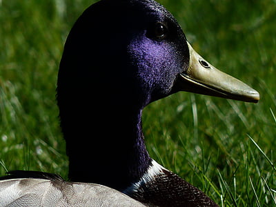 Canard colvert, Drake, mâles, tête de canard, Shine, violet, Purple