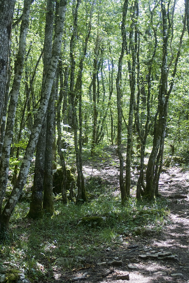 Jura, rừng, cây, Thiên nhiên, cây, Woodland, hoạt động ngoài trời