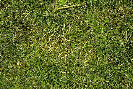 trava, livada, sočan, priroda, zelena, trava, vlati trave