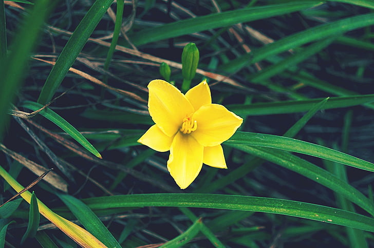 Κίτρινο, λουλούδι, άνοιξη, floral, πράσινο, φύση, φυτό