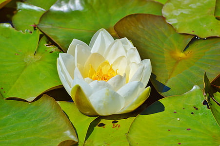 water lily, rose, flower, water rose, nuphar lutea, pond plant, lake rosengewächs