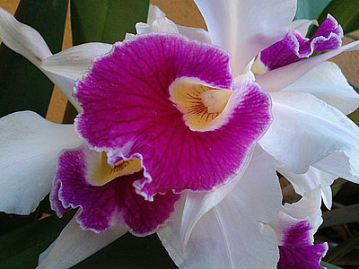 orquídea, flor, natureza, planta
