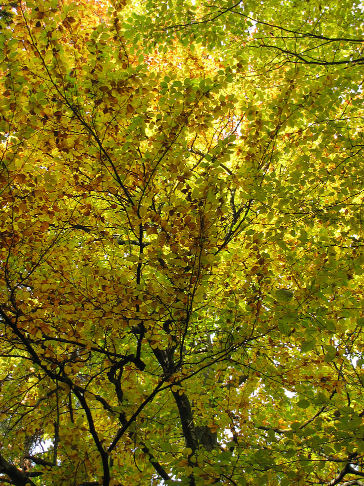 pohon, daun, alam, musim gugur, estetika, cabang, hutan