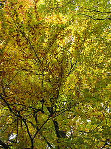 dreves, listi, narave, jeseni, estetske, veje, gozd