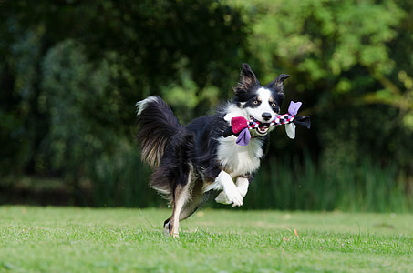 Running dog, ludique, chien de berger Britannique, chien, jouer, animal de compagnie, trois couleurs