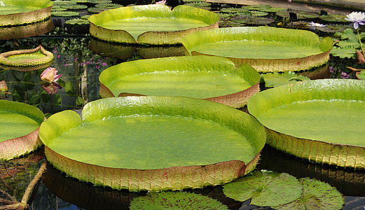 Lily, water, reuze waterlelie, Victoria amazonica, pads, waterplant, natuur