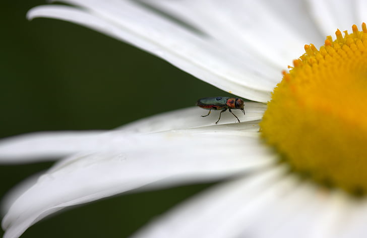 Insecta, Blume, Daisy, Blütenblätter