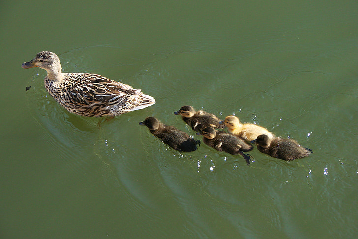 Bebek, Ibu, Ducklings, bayi, renang, garis, air