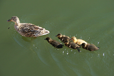 ducks, mother, ducklings, babies, swimming, line, water