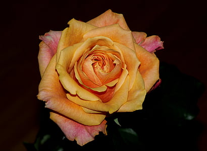 Rose, cvet, oranžna, Rose - cvet, narave, Latica, rastlin