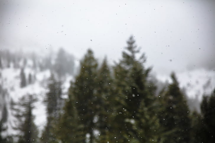 selektivni, fotografije, dežne kaplje, gozd, napolnjena, sneg, padec