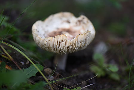 houby, Příroda, Divočina, lamelární, Les, makro, jehličnatý les