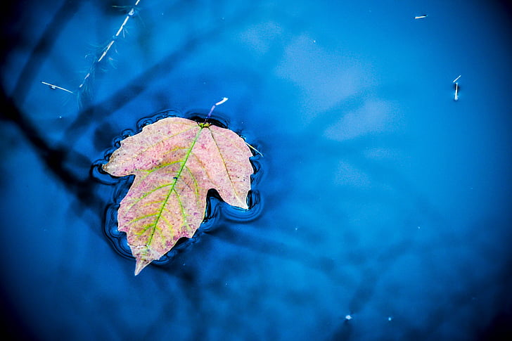list, vode, jesen, priroda, kapi, mokro, biljka