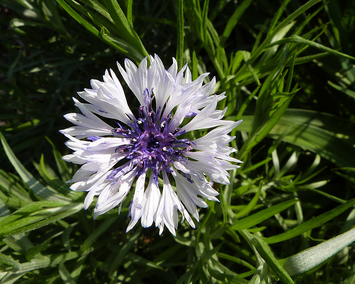 white flower, purple flower, bloom, flower, purple, white, nature