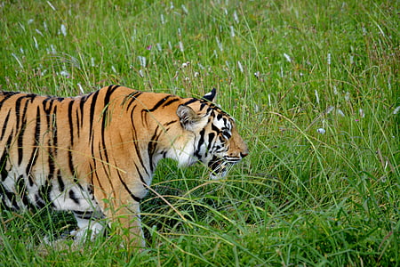 tigre, gat, animal, vida silvestre, salvatge, mamífer, natura