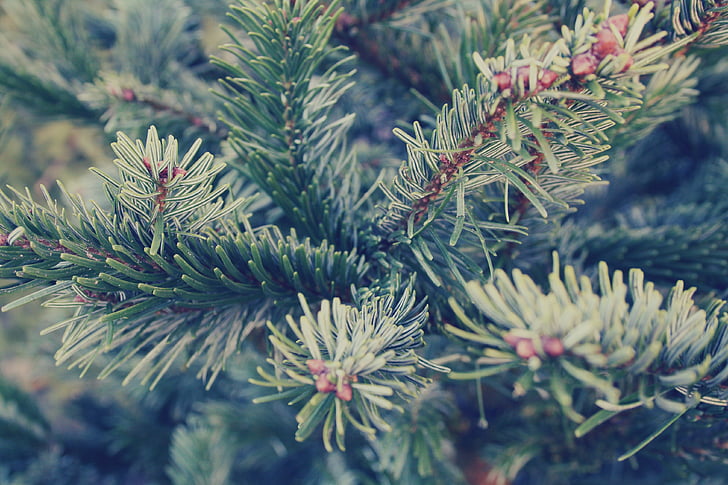 spruce, fir, tree, twig, needles, christmas, winter