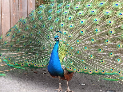 Peacock, lông đuôi, sở thú, niềm tự hào, tuyệt đẹp, động vật, lông vũ
